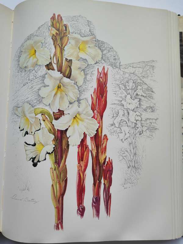 Flowers of Southern Africa by Auriol Ballen