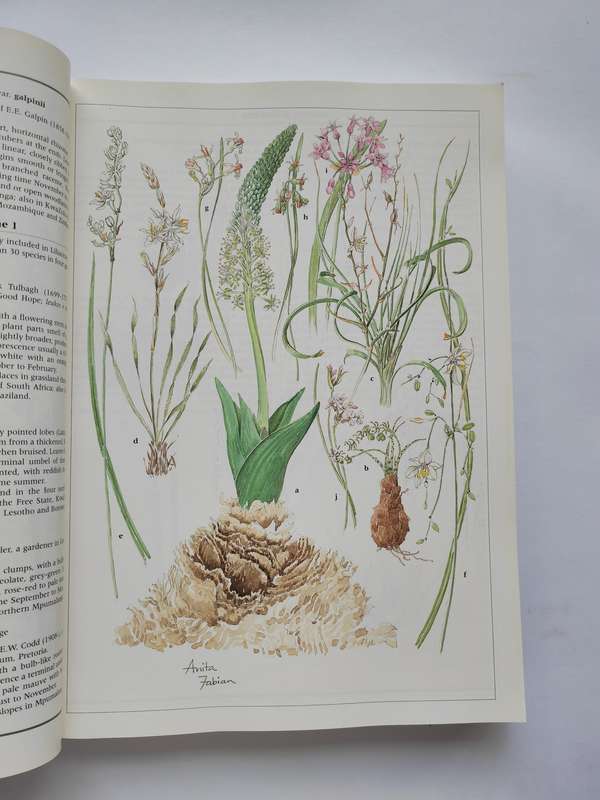 Wild Flowers of Northern South Africa by Gerrit Germishuizen & Anita Foure