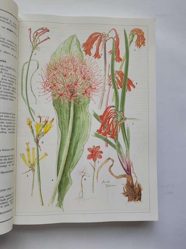 Wild Flowers of Northern South Africa by Gerrit Germishuizen & Anita Foure