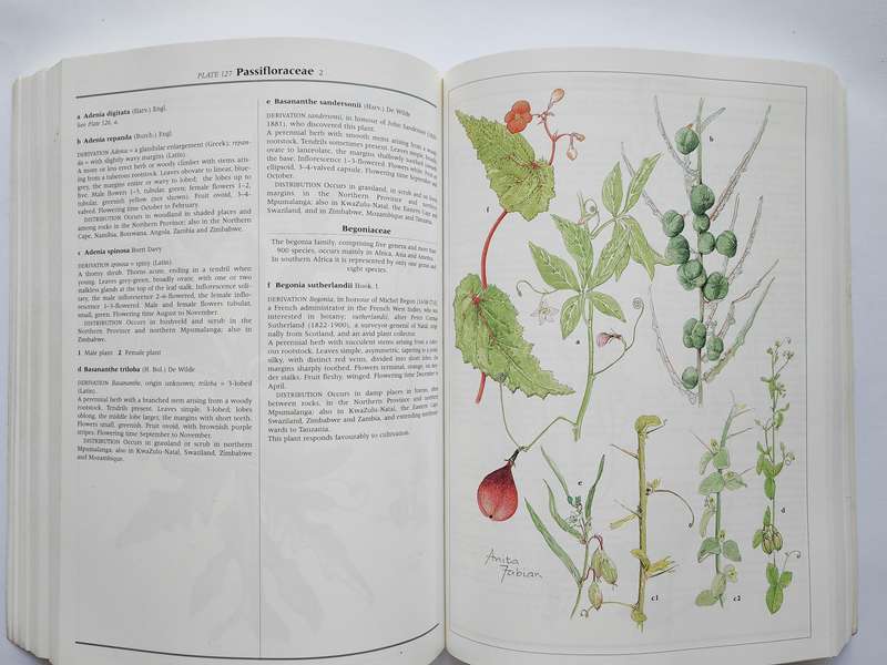 Wild Flowers of Northern South Africa by Gerrit Germishuizen & Anita Foure