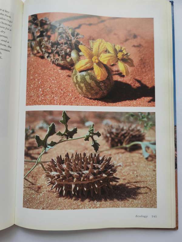 The Crowded Desert, The Kalahari Gemsbok National Park by Wilf Nussey