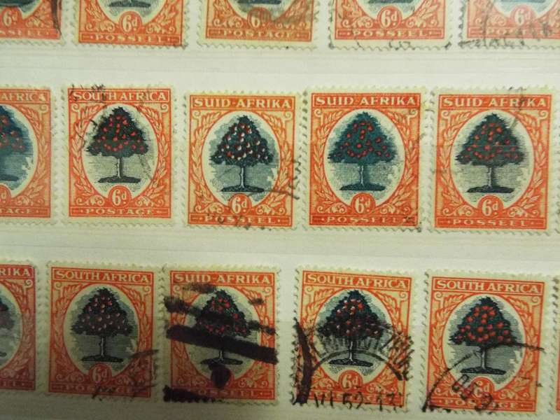 B2  ,,,80 X  SOUTH AFRICA - Orange Tree -  6D STAMPs