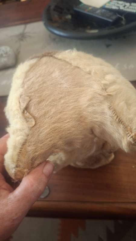 Vtg Koala Bear 1960 Australian Real Fur Stuffed Animal  Taxidermy, Glass Eyes