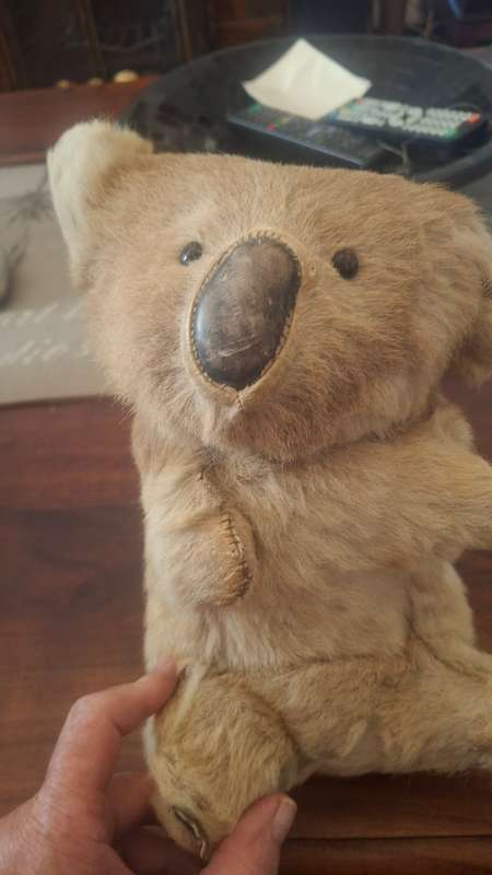 Vtg Koala Bear 1960 Australian Real Fur Stuffed Animal  Taxidermy, Glass Eyes