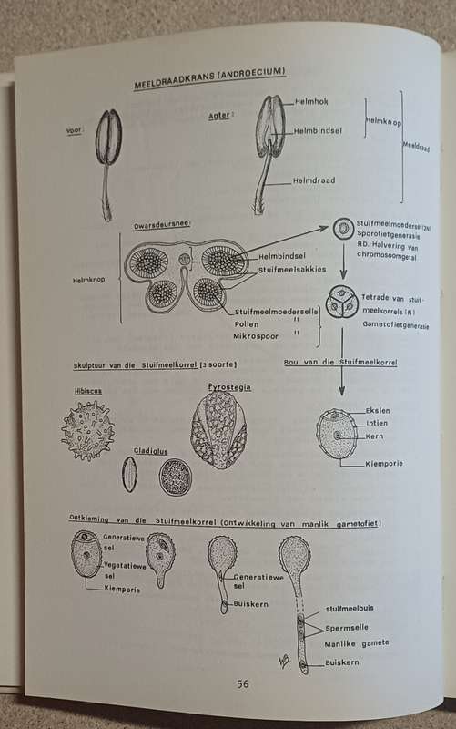 ALGEMENE PLANTKUNDE H. P. van der Schijff