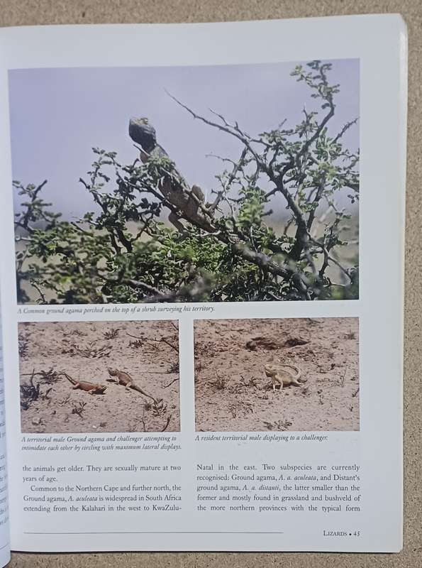 REMARKABLE REPTILES OF SOUTH-AFRICA NIELS JACOBSEN