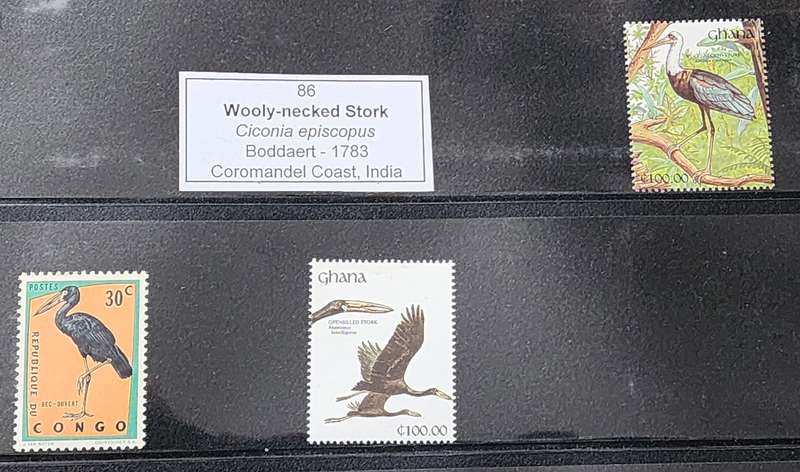 BIRD STAMP -GHANA / Congo MNH - BIRD thematic study (3) on STORKS fantastic lot!