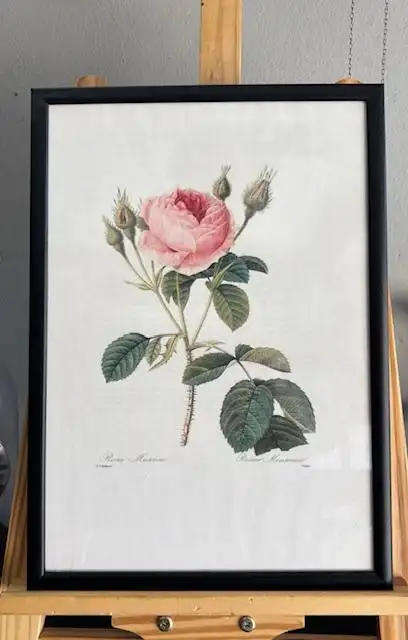 8pcs Vintage Botanical Illustration Posters - 35x28cm Framed Art Prints with Wooden Frames