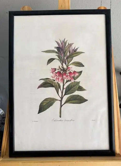 8pcs Vintage Botanical Illustration Posters - 35x28cm Framed Art Prints with Wooden Frames