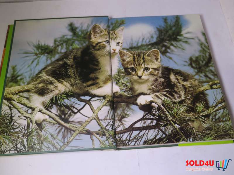 The Beauty of Cats by Angela Sayer