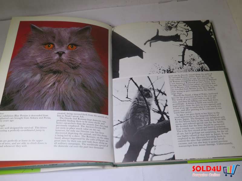 The Beauty of Cats by Angela Sayer