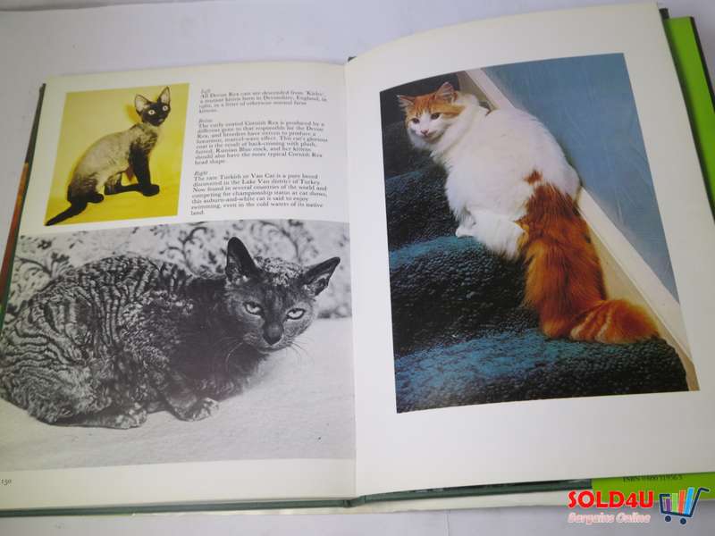 The Beauty of Cats by Angela Sayer