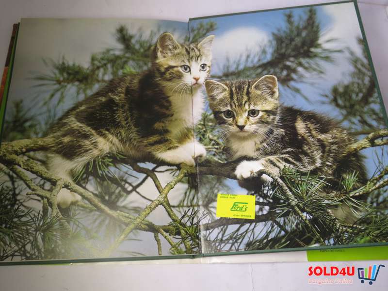 The Beauty of Cats by Angela Sayer
