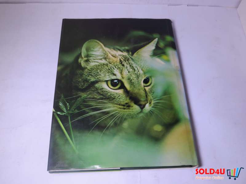 The Beauty of Cats by Angela Sayer