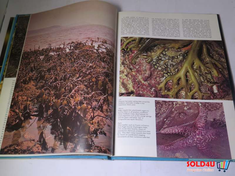 The Wonderful World of Life in the Sea - Andrew C. Campbell
