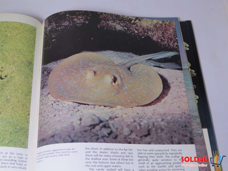 The Wonderful World of Life in the Sea - Andrew C. Campbell