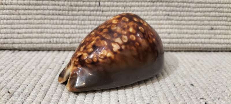 A Stunning Mauritia Mauritiana Cowrie Shell
