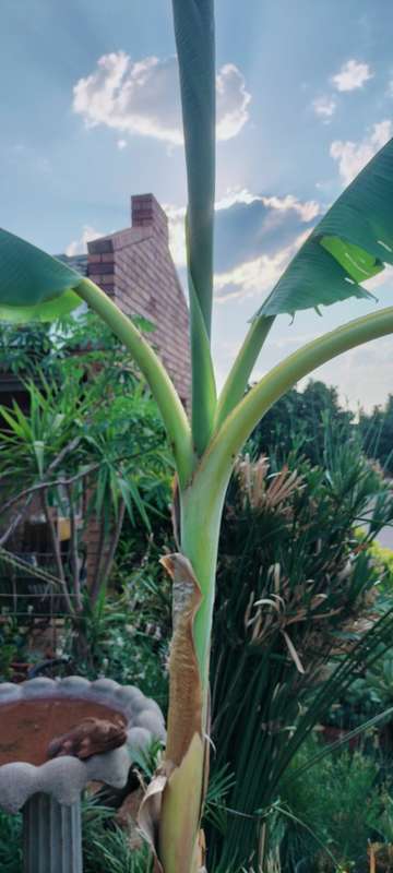A Healthy 1.7meter Fruit Bearing Banana Tree in Pot. COLLECTION ONLY