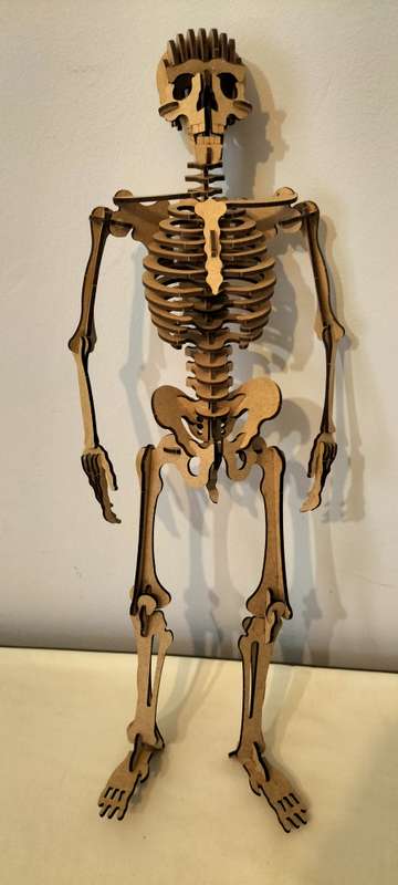 A Superb Complete Wooden Skeleton