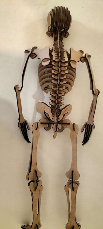 A Superb Complete Wooden Skeleton