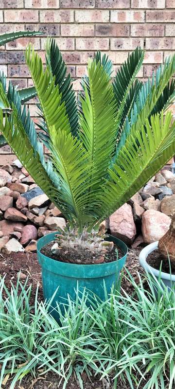 Magnificent Healthy 30 Year Old "Modjadji" E Transvenosus Cycad (COLLECTION ONLY READ DESCRIPTION) 4