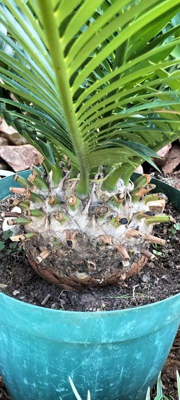 Magnificent Healthy 30 Year Old "Modjadji" E Transvenosus Cycad (COLLECTION ONLY READ DESCRIPTION) 4