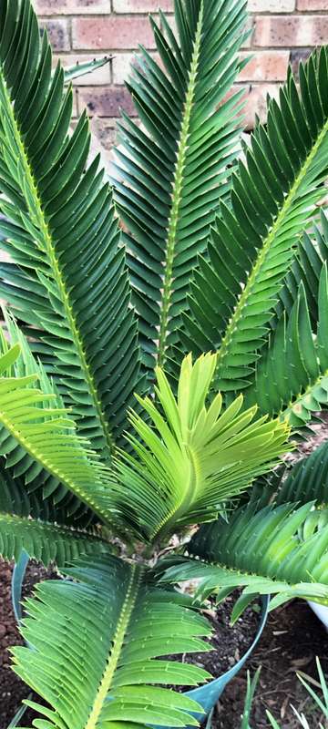 Magnificent Healthy 30 Year Old "Modjadji" E Transvenosus Cycad (COLLECTION ONLY READ DESCRIPTION) 4