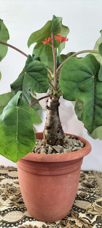 A Magnificent Rare Jatropha podagrica, Buddha belly plant. Healthy Growing 2 year old plant. (Nr3)