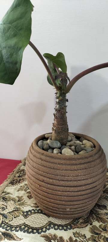 A Magnificent Rare Jatropha podagrica, Buddha belly plant. Healthy Growing 2 year old plant. (Nr4)
