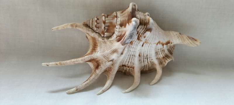A Stunning Lambis Lambis Shell 12.5cm - (SH5)