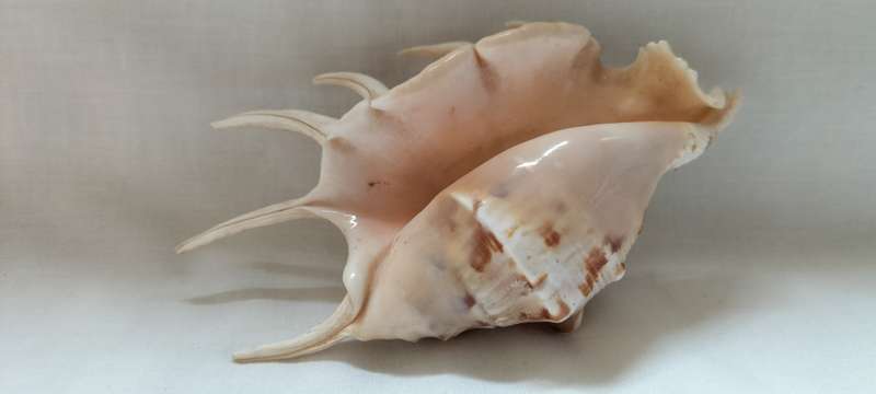 A Stunning Lambis Lambis Shell 12.5cm - (SH5)