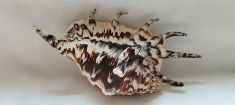 A Stunning Rare Patern Lambis Lambis Shell 13cm - (SH6)