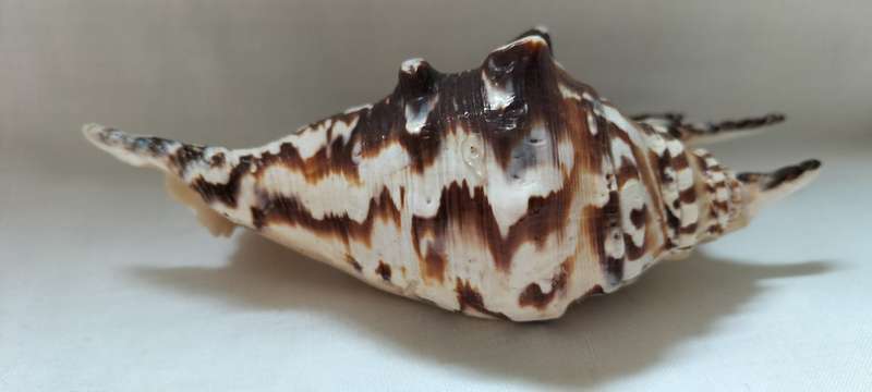 A Stunning Rare Patern Lambis Lambis Shell 13cm - (SH6)