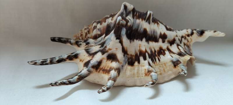 A Stunning Rare Patern Lambis Lambis Shell 13cm - (SH6)