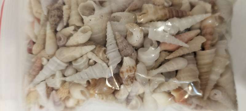 100 Grams of Small Turritella Communis Shells for Jewelry and Crafts - (SH16)