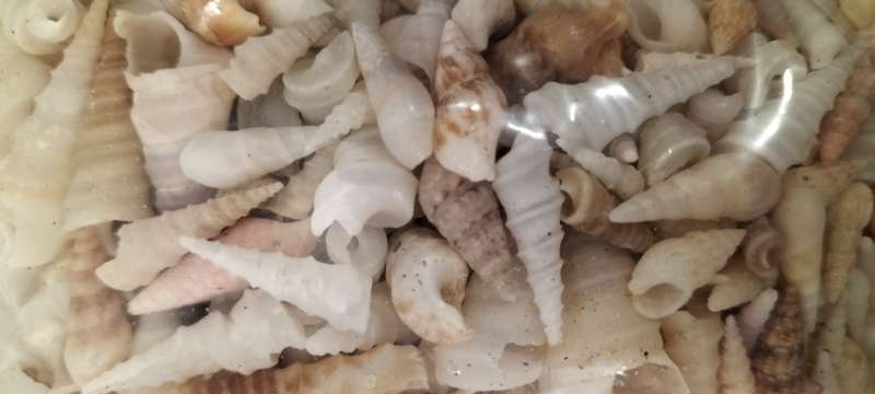 100 Grams of Small Turritella Communis Shells for Jewelry and Crafts - (SH16)