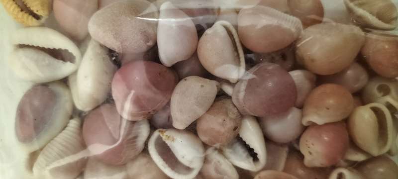 +- 50 Grams of Small Pink Cowrie Shells for Jewelry and Crafts - (SH19)