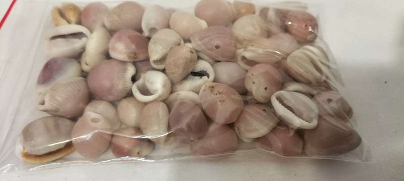 +- 50 Grams of Small Pink Cowrie Shells for Jewelry and Crafts - (SH19)
