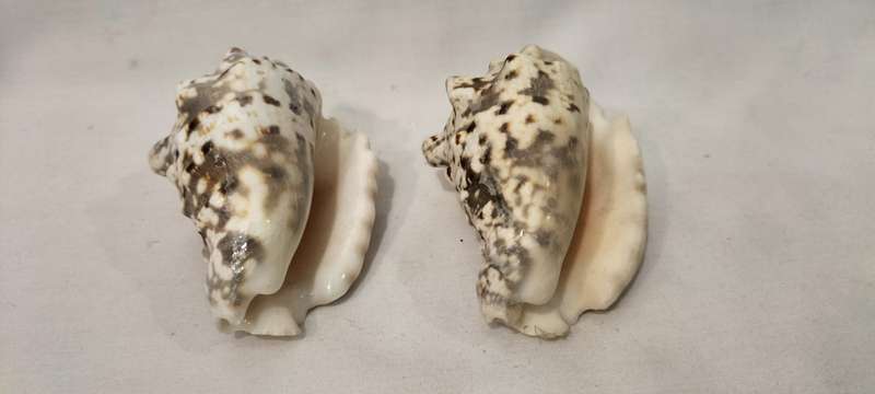 A Stunning Set of 2 Rare Strombus Lengtiginosus Shells. 7cm- (SH23)