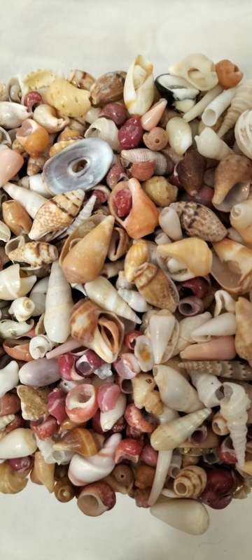 300 Grams of Small Various Types Shells for Jewelry and Crafts.- (SH30)