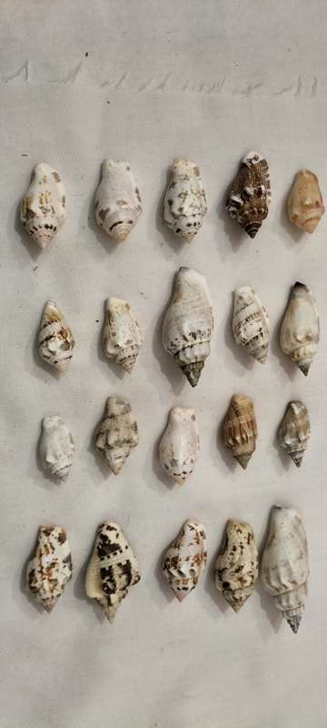 A Stunning Set of 20 Carnarium Urceus (Various Pattern) Shells - (SH33)