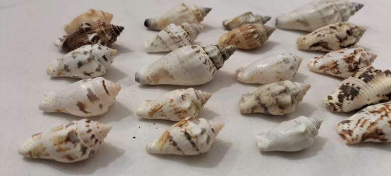 A Stunning Set of 20 Carnarium Urceus (Various Pattern) Shells - (SH33)