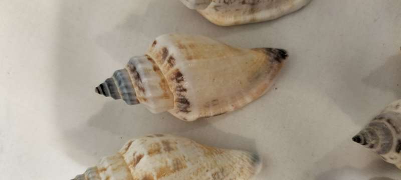 A Stunning Set of 14 Carnarium Urceus (Blue/Black Point Pattern) Shells - (SH34)