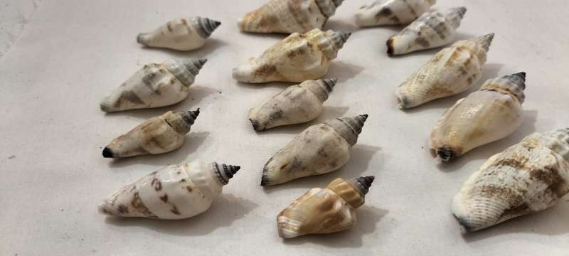 A Stunning Set of 14 Carnarium Urceus (Blue/Black Point Pattern) Shells - (SH34)