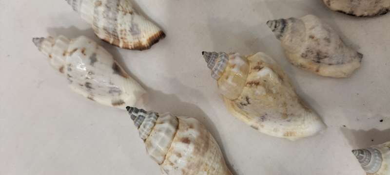 A Stunning Set of 14 Carnarium Urceus (Blue/Black Point Pattern) Shells - (SH34)
