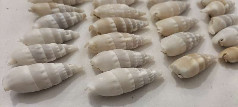 A Stunning Set of 30 White Ceritium Vertagus Shells - (SH35)
