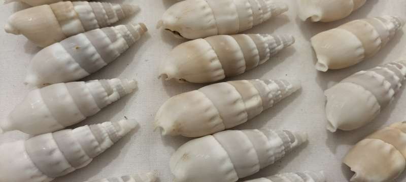 A Stunning Set of 30 White Ceritium Vertagus Shells - (SH35)