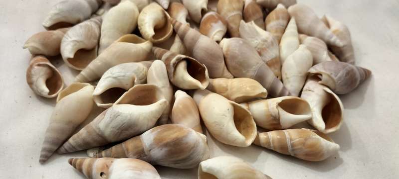 A Stunning Set of 40 Conch Shells - (SH36)