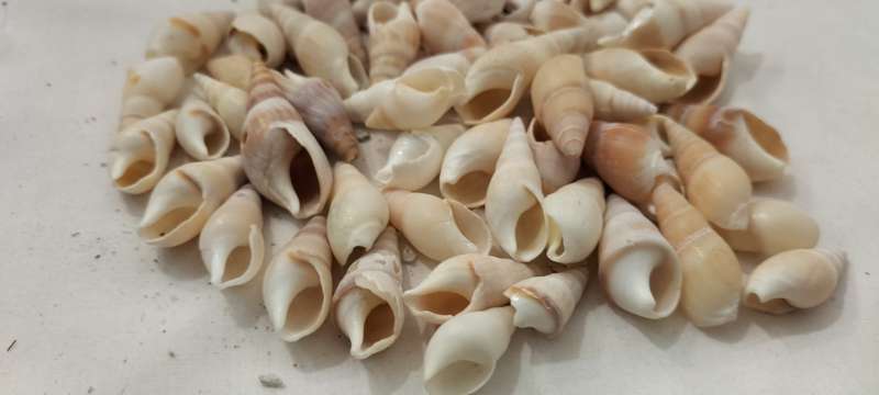 A Stunning Set of 60 Conch Shells - (SH37)