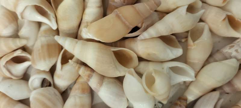 A Stunning Set of 60 Conch Shells - (SH37)